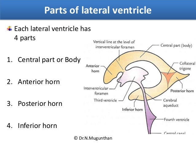 ventricles of brain pdf