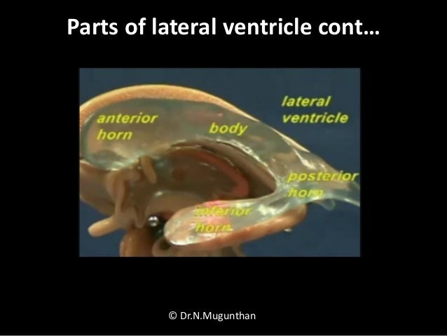 ventricles of brain pdf