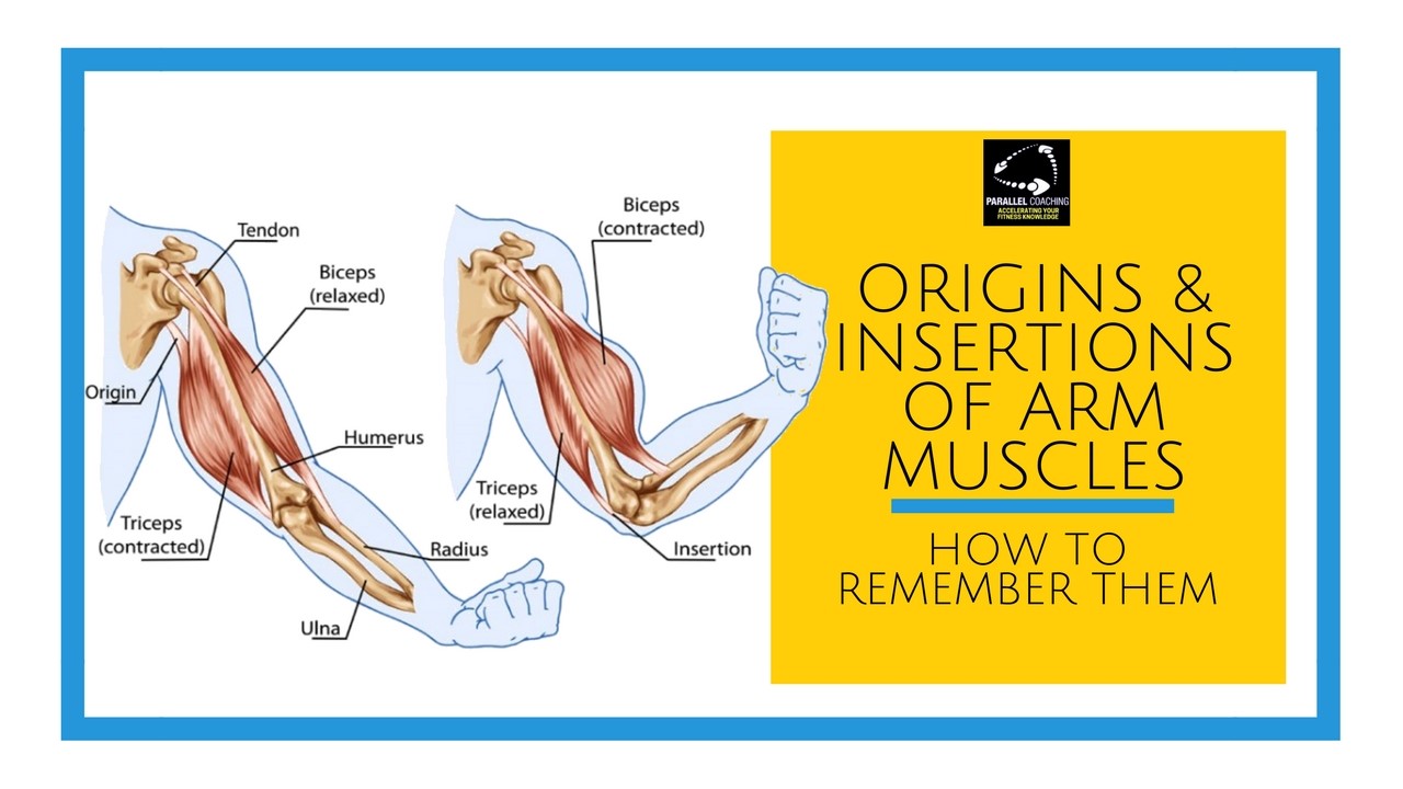 muscle origins and insertions pdf