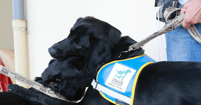 refusing guide dogs