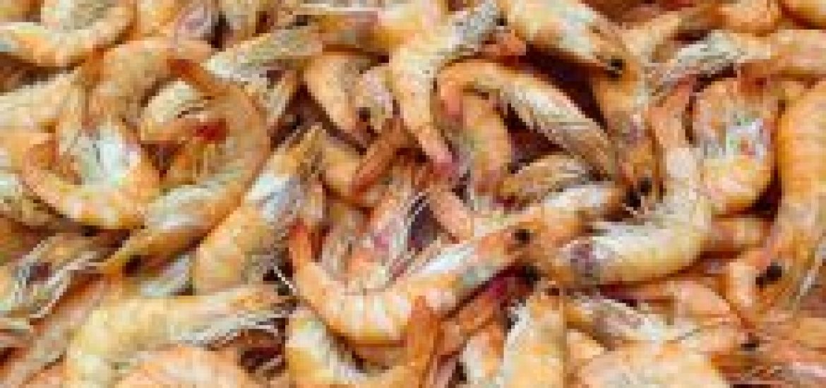 shrimp farming guide